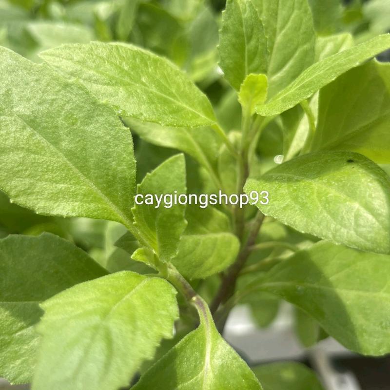 Combo 10 cây giống bầu đất 0