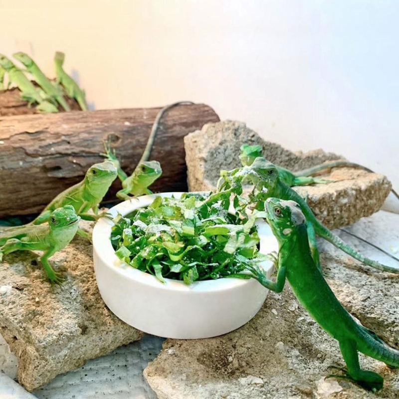 Product Introduction of Creative Ceramic Lizard Bowl White Round Reptile Feeding Dish Escape Proof Aseptic Food Container Amphibians 11