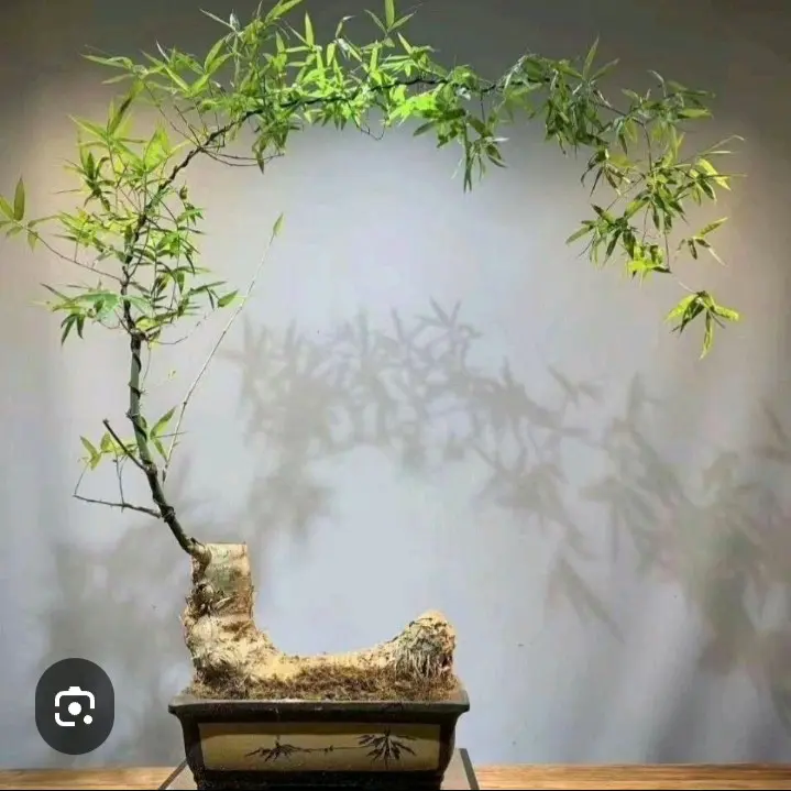 Phôi tre Việt Nam được lấy từ các gốc tre rà đã ra rễ đá lát