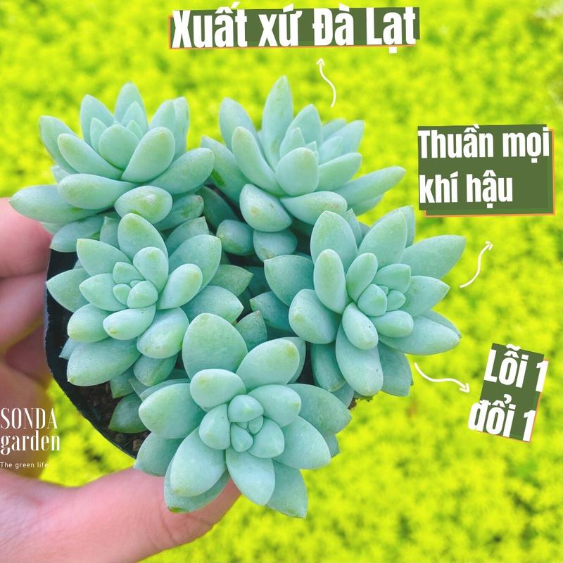 Sen đá chuỗi ngọc lam SONDA garden size bé 5-8cm, cây sen đá, sen đá đẹp trang trí nhà cửa.