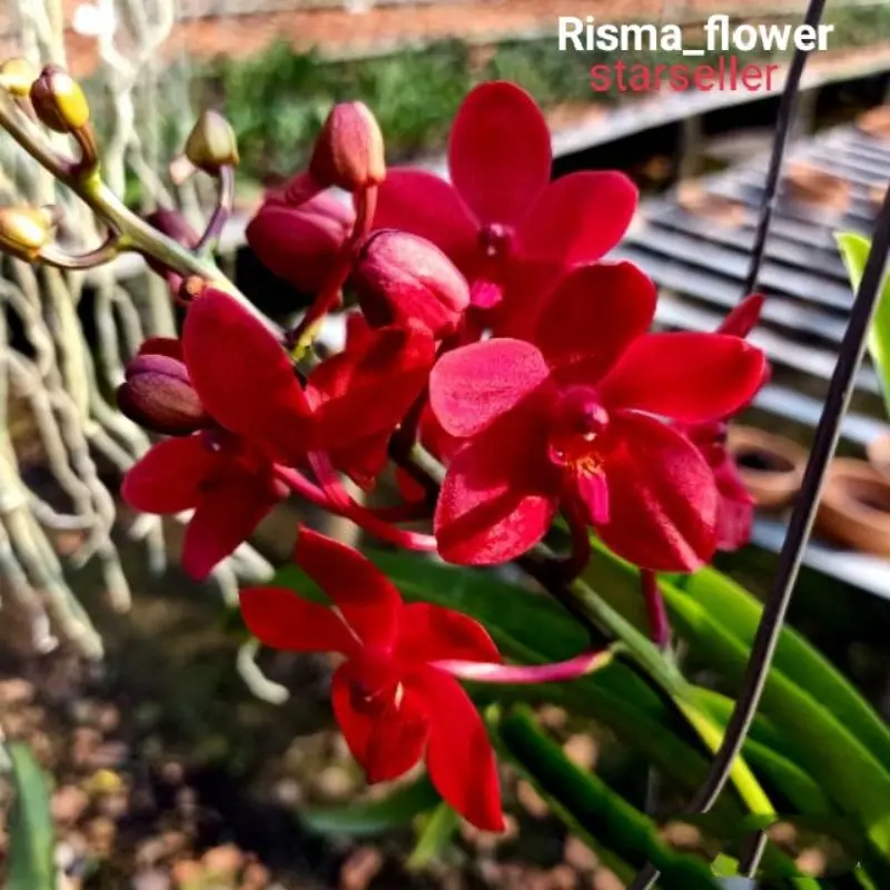 ANGGREK DENDROBIUM SUPER RED DEWASA TANAMAN HIAS ANGGREK DENDROBIUM dewasa Rumput Sintetis