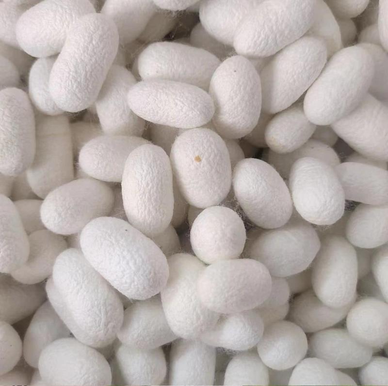 Product Introduction of Trọn Bộ Quạt Tơ Tằm Phong Cách Cổ Trang Tự Làm. Khung Quạt, Tay Cầm, 10 Kén Tằm (Nguyên kén, Không bị cắt) , 1 Bộ Trang Trí. quạt cuốn tơ tằm sét quạt tơ tằm hình sừng giấy hầu set tiền ba Decor 4