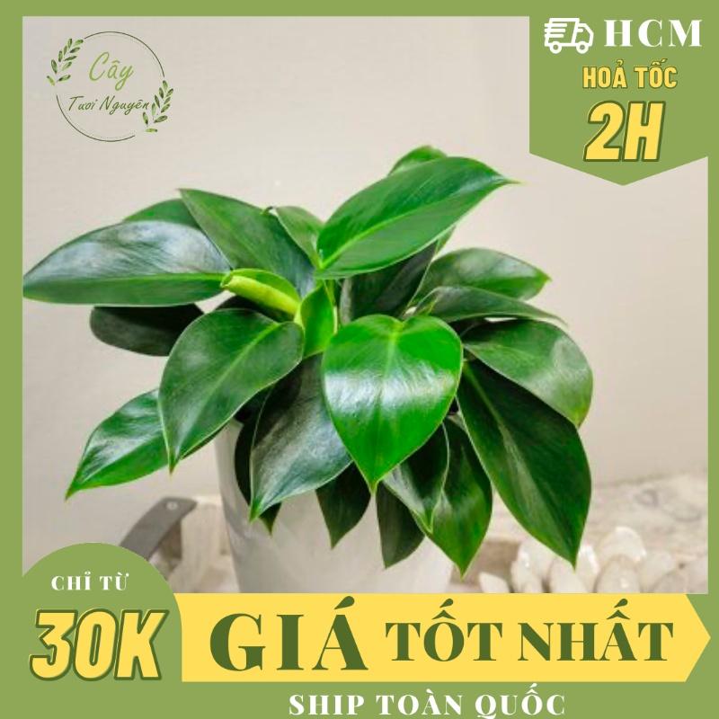 CÂY TRẦU BÀ ĐẾ VƯƠNG Xanh,(cao 30cm), phong thuỷ để bàn mini GIÁ RẺ, lọc không khí, Cây Tươi Nguyên CTN0022