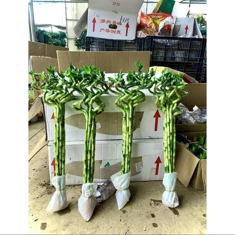 ￼Bó 10 cây phát tài xoắn - Trúc đầu rồng dài 70cm cây phong thuỷ hút tài lộc 2