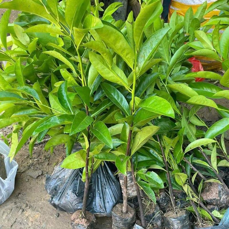 CÂY GIỐNG HỒNG ĐEN SOCOLA (COMBO MUA 2CÂY) 6