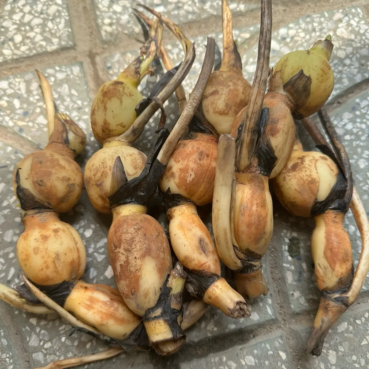 1 Củ Sen Giống Mầm Lớn Lên Nhanh-Sen Ta