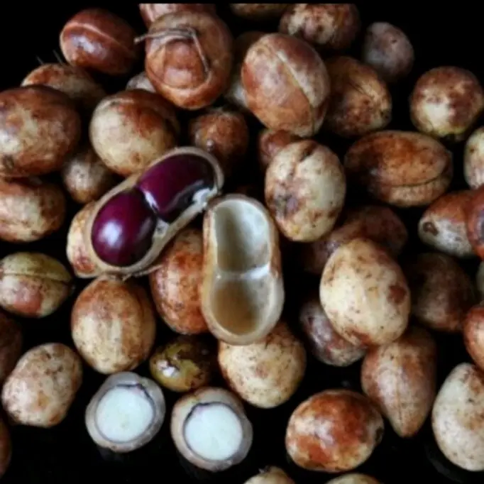 kacang Bogor mentah 1kg , asli segar 2
