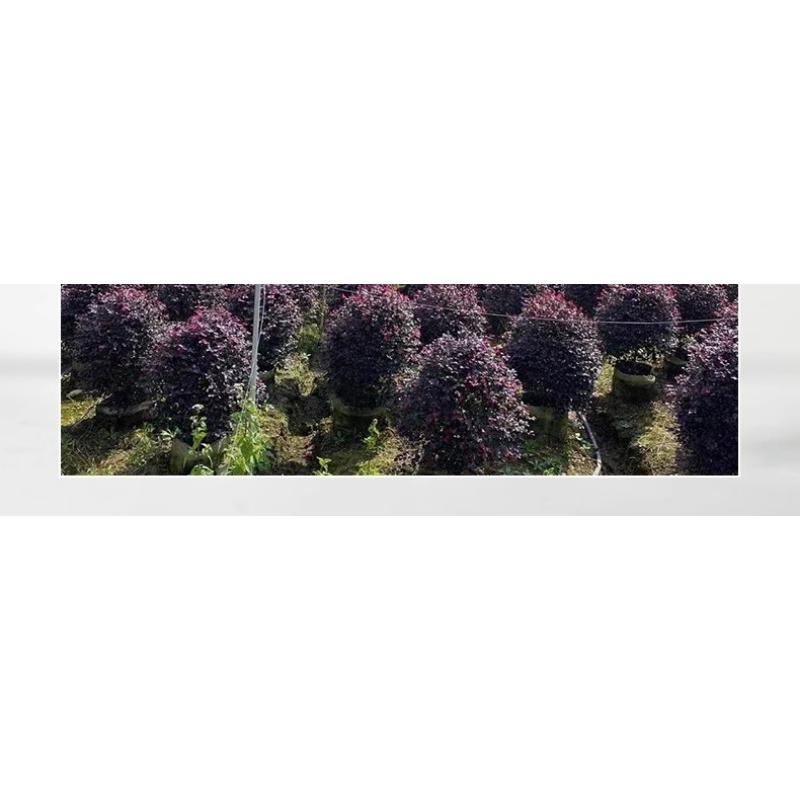 Product Introduction of Non-woven Planting Bag, Thickened Sapling Nutritious Pot For Raising Saplings, Flowers And Vegetables, Large Cloth Flower 44