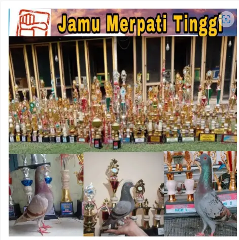 50 Butir Pil SARANG WALET RAJA TERBANG / jamu merpati Tinggi Pukul Manuver / Doping super giring keket / jamu merpati kolong jamu 2