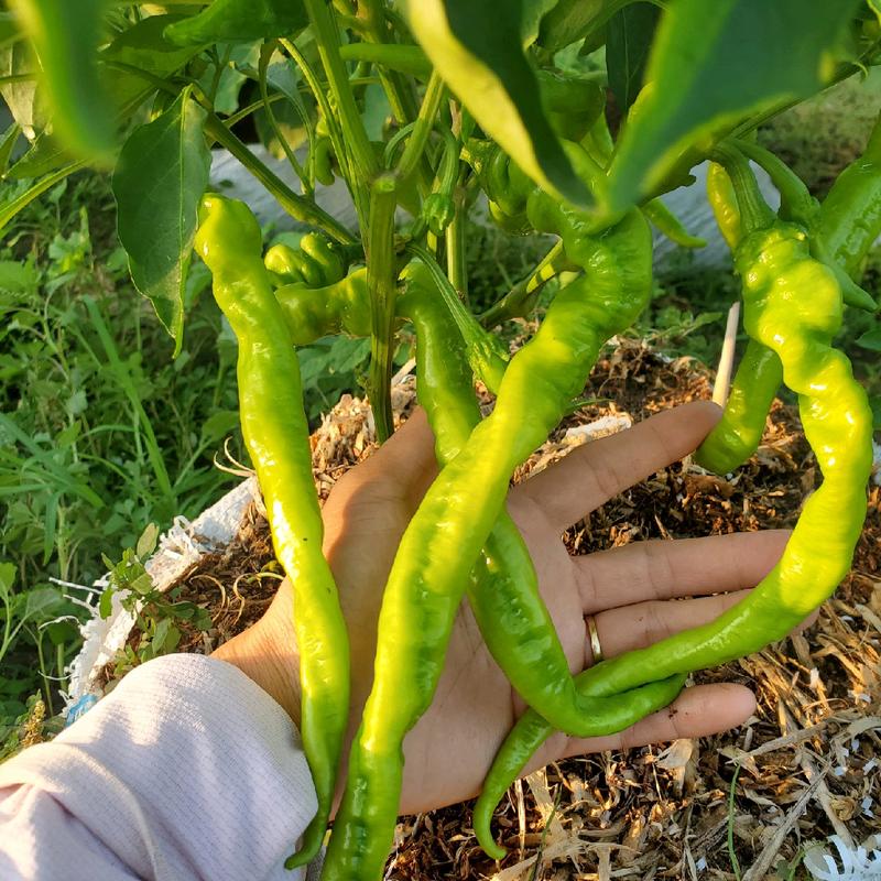 Hạt giống ớt ngọt, trái dài, chịu nhiệt lai F1 - Gói 0.5g