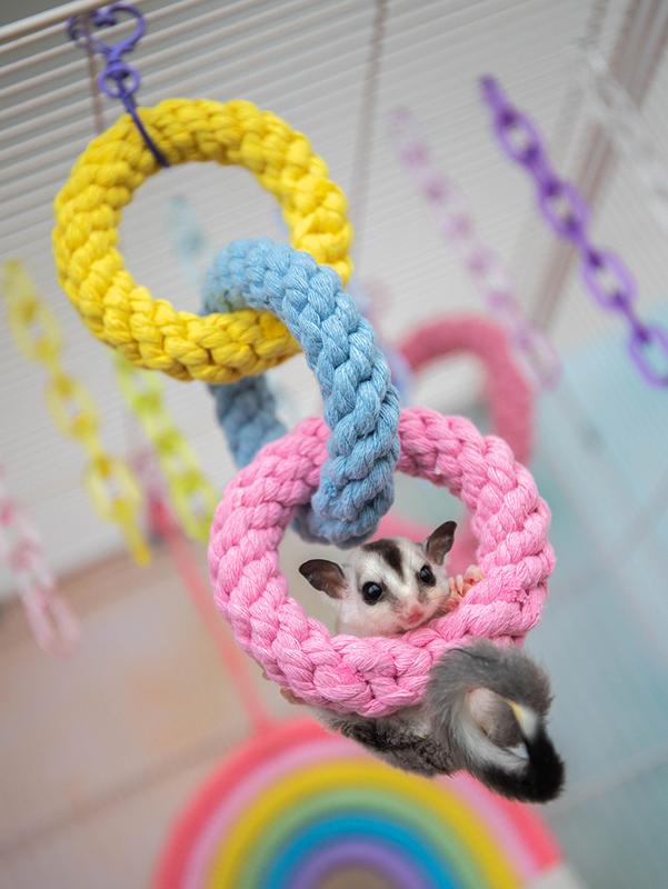 Product Introduction of Hamster Climbing Rope Toys Sugar Glider Cage Accessories Hanging Swing Cage Toy Bird Rope Swing Toy for Climbing Exercising 8