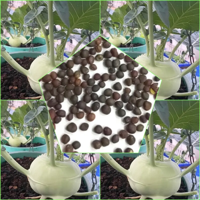 Hạt Giống Củ Su Hào RD 703 (Gói 5gram) Củ to, dễ chăm sóc, trồng quanh năm 1
