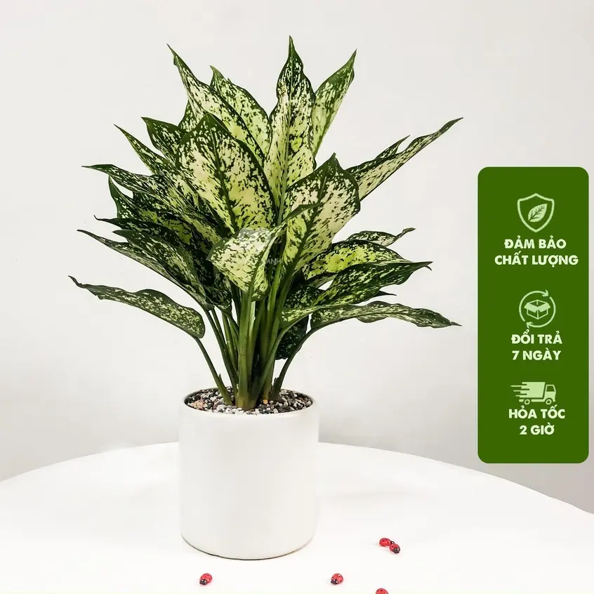 Cây ngọc ngân trồng chậu sứ kèm đĩa hứng nước - happygreen