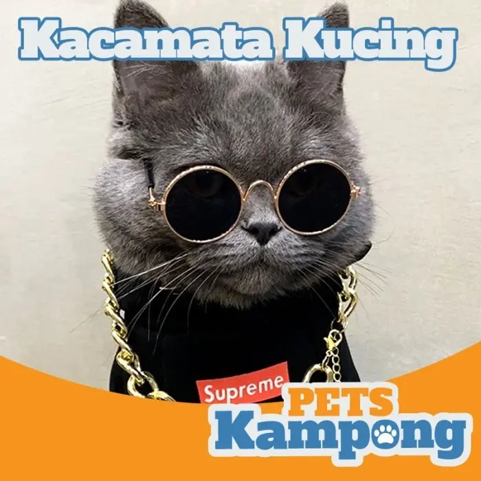 Kacamata kucing anjing gaul warna warni