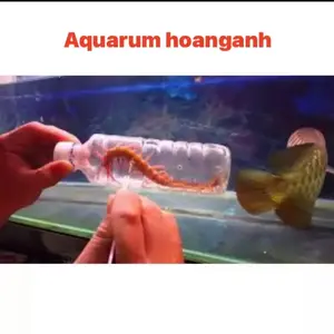 PHỤ KIỆN CÁ RỒNG HOÀNG ANH