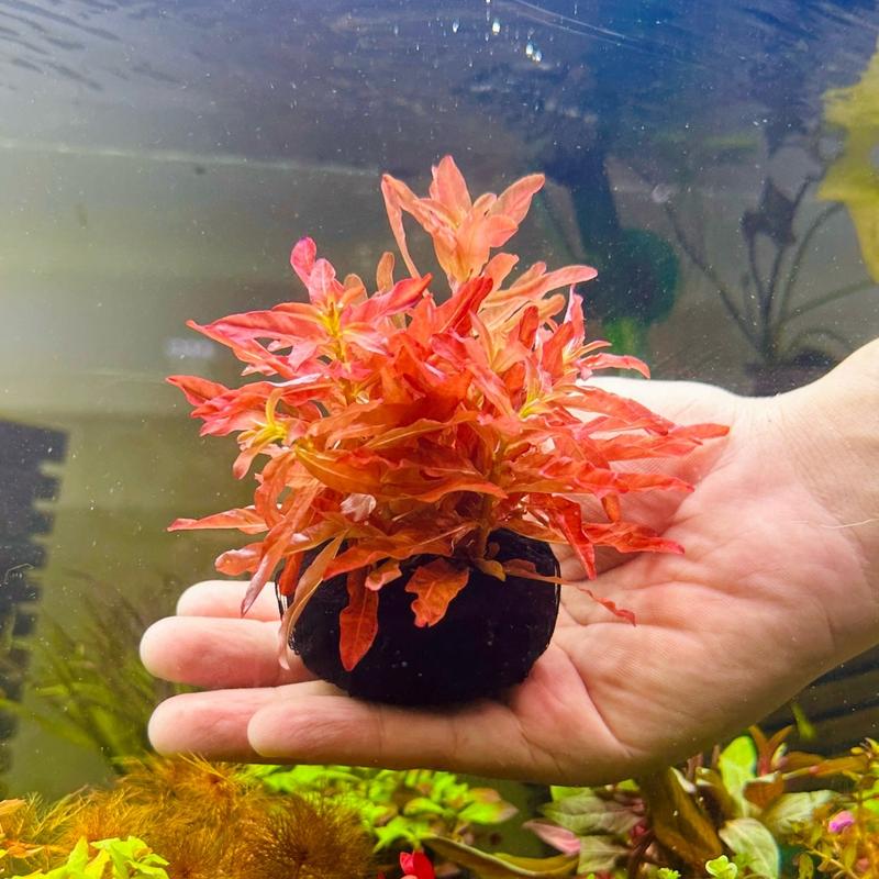 bá văn hương cam gắn sắn giá thể dinh dưỡng - cây thủy sinh cắt cắm trang trí hồ thuỷ sinh