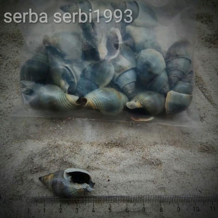 Aksesoris Cangkang kerang Laut Achatin 0