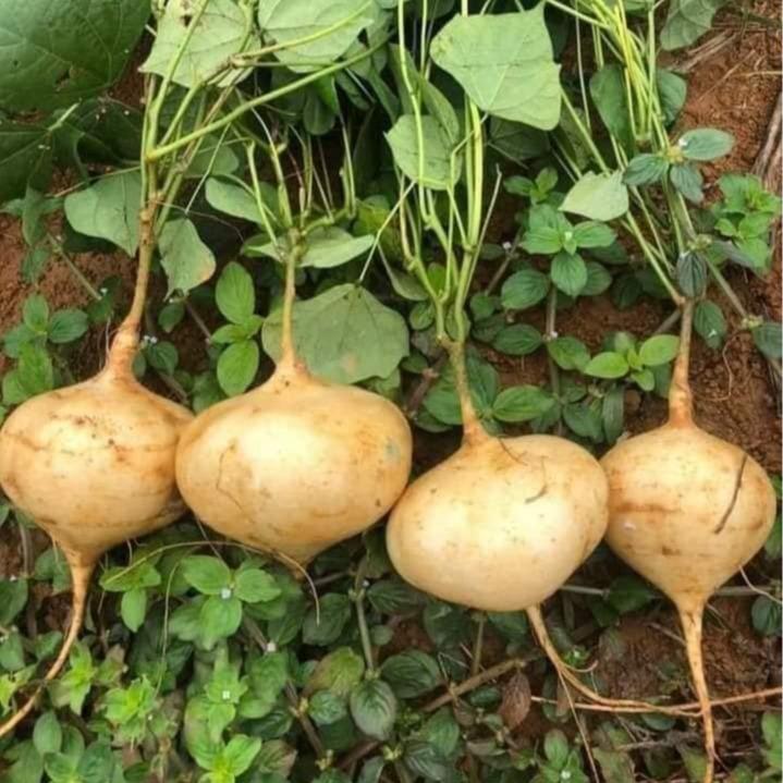 Hạt giống củ đậu batri siêu ngọt