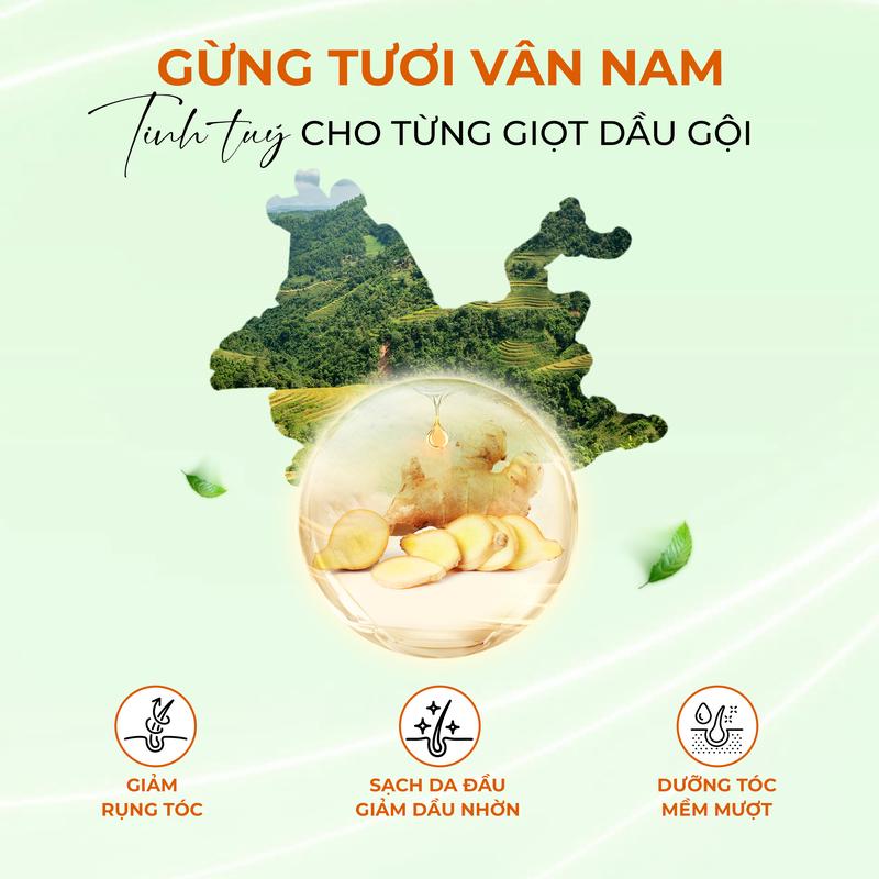 Combo 2 Dầu Gội Gừng I SHOW Giảm Gãy Rụng Kiềm Dầu Phồng Tóc - I SHOW Anti-Hair Loss Shampoo 300ml Women 3
