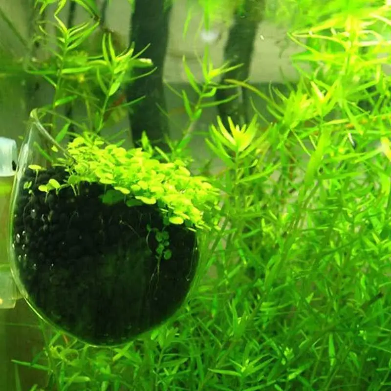 AShop Bibit Rumput Air Dekorasi Aquarium Landscape Ornament 10g 5