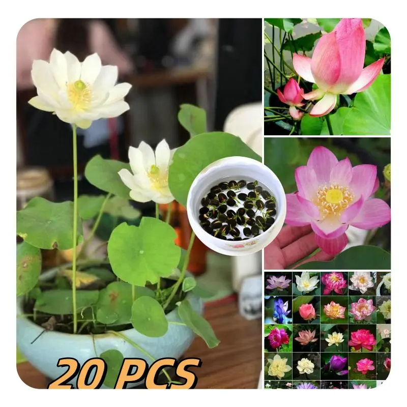 20PCS Lotus Seeds for planting/Hydroponic plant seeds/Indoor and outdoor garden bonsai plants flower seeds