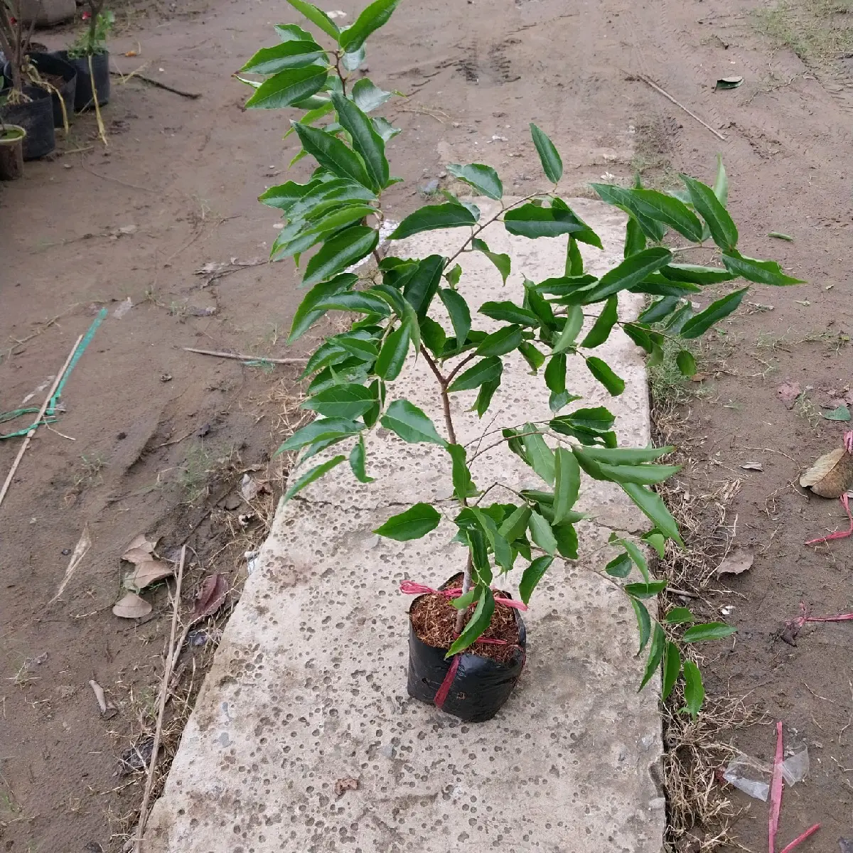Cây giống hồng quân (cây ghép, không gai, nhanh cho trái)