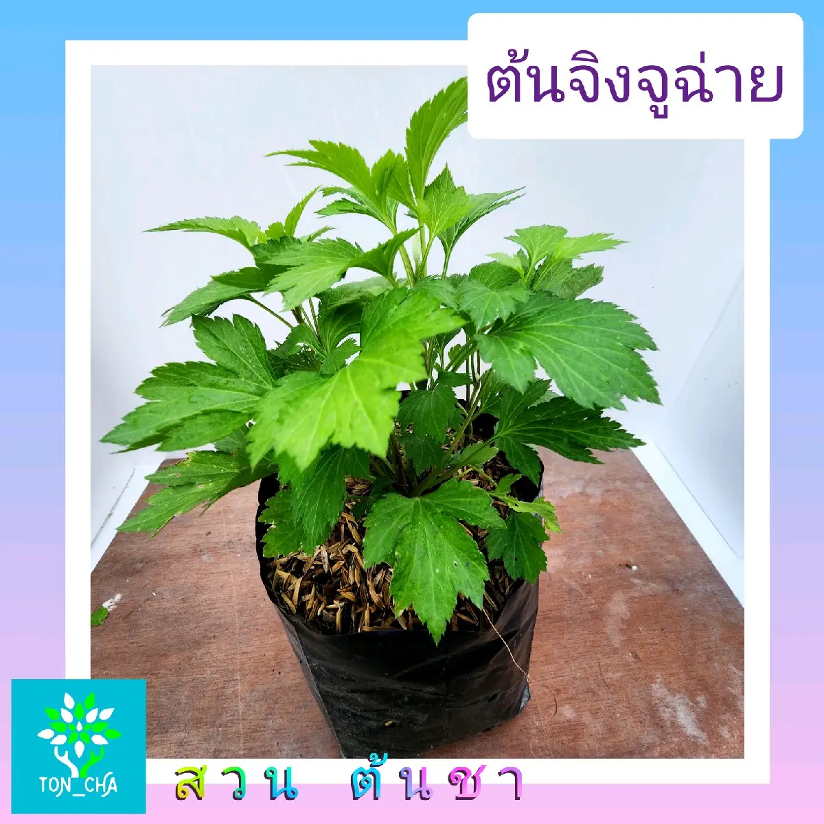 ต้นจิงจูฉ่าย ปลูกในถุงเพาะชำ 6 นิ้ว จิงจูฉ่าย