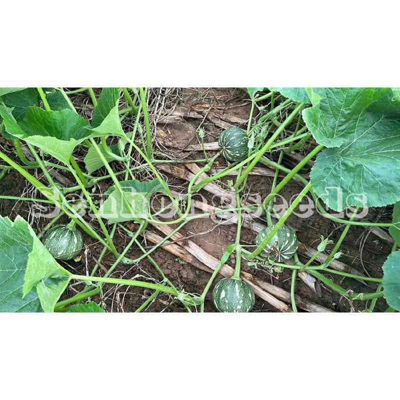 hạt giống bí ăn non SH25 Sen Hồng 100 hạt 1