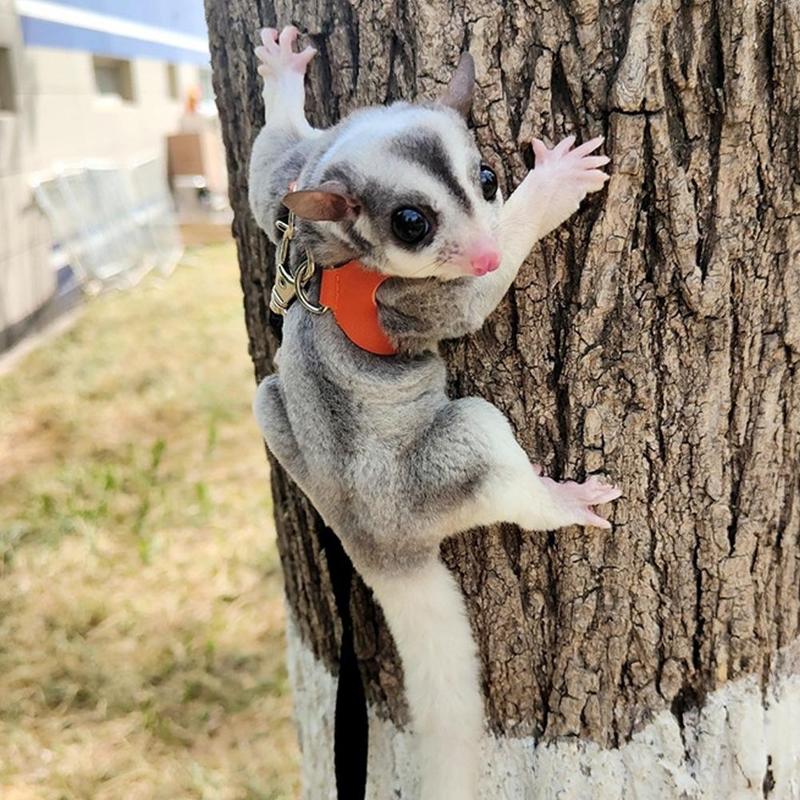 Dây Xích Thú Cưng, Cỡ Nhỏ Thích Hợp Cho Chuột Hamster, Phòng Chống Thoát Hiểm, Chống Cắn, Dây Đeo Ngực Cho Gấu Vàng, Gấu, Chuột Sóc Và Sóc, Dây Xích Chống Mất Đặc Biệt 3