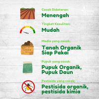 Gambar Biji Benih Bibit Sayur Cabe / Cabai Hijau Besar - Not Specified dari Potme Farm Kota Denpasar 3 Tokopedia