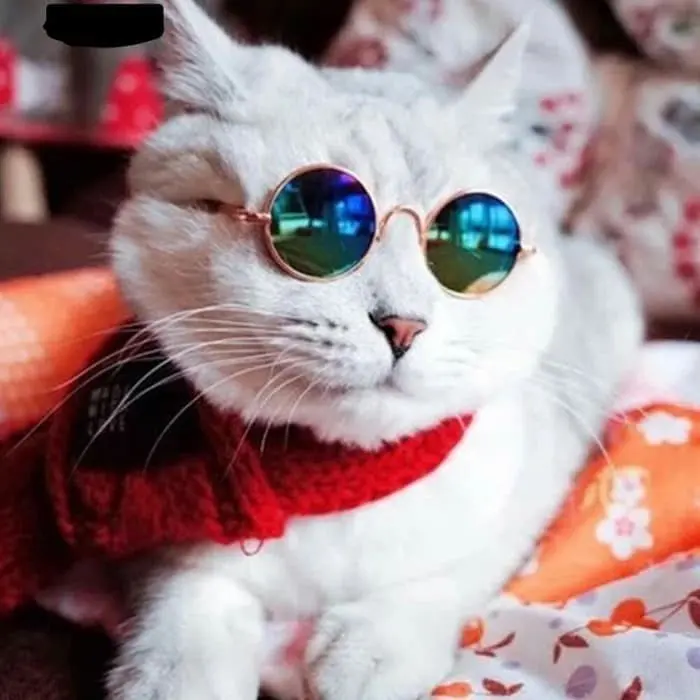 Kacamata Anjing Kucing Hewan Sunglasses Pet Kaca Mata Kucing Anjing 0