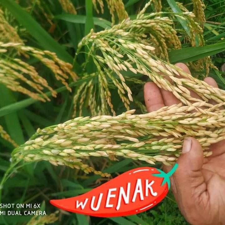 Benih Padi Ultra-02 Original 1 kg 4