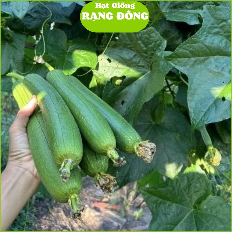 Hạt giống Mướp Hương Baby Lai F1 (10hạt - gói) Mướp hương xưa, siêu thơm, trồng quanh năm