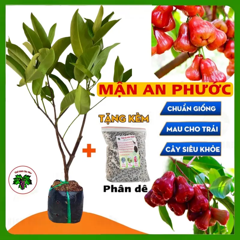 Cây mận đỏ an phước ( tặng kèm phân bón) 0
