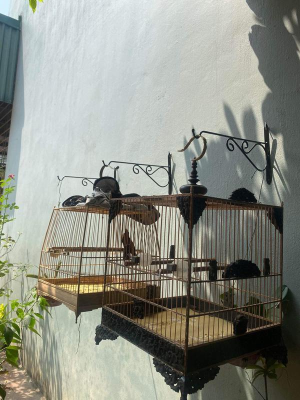 Móc treo lồng chim tĩnh điện 40cm móc găn tường treo lồng