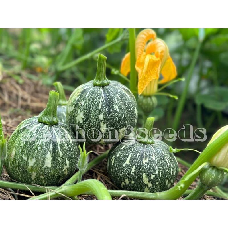 hạt giống bí ăn non SH25 Sen Hồng 100 hạt 2