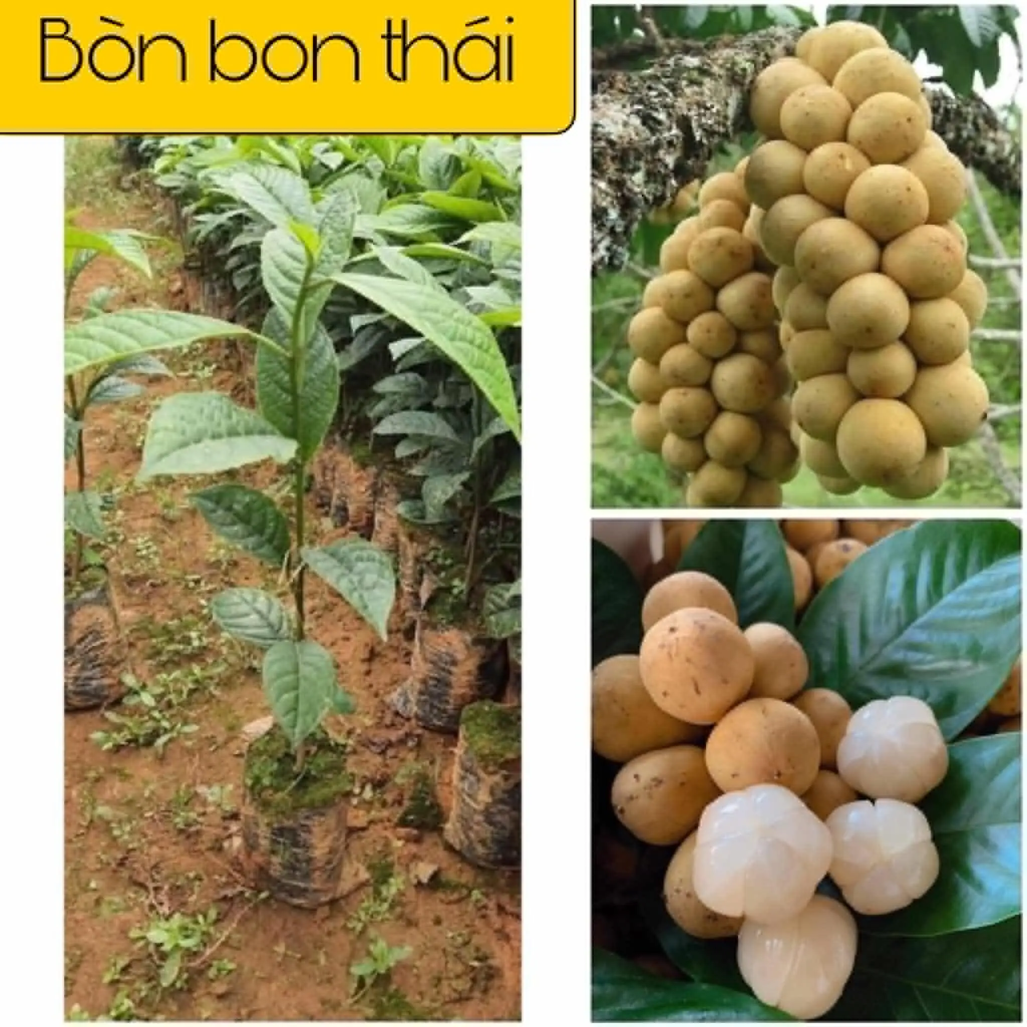 Cây Giống Bòn Bon Thái Siêu Sớm, Siêu Quả