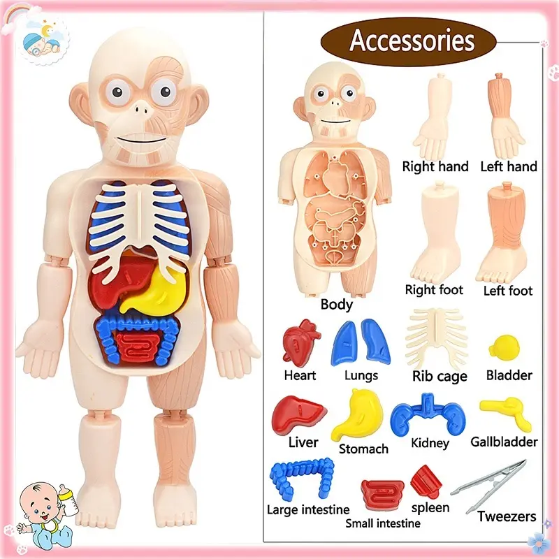 Kids Montessori 3D Puzzle Human Body Anatomy Model Educational - TikTok ...