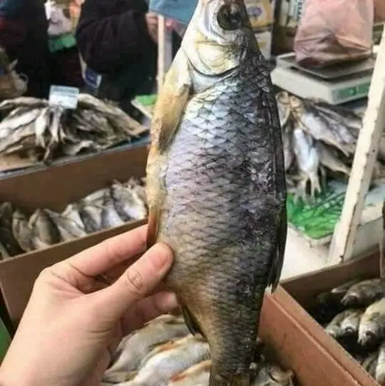 CÁ KHÔ ATTRAKHAN TẦM 160G/CON