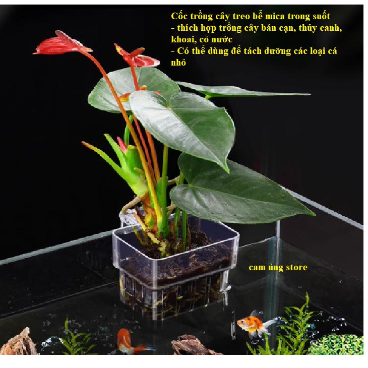 Cốc trồng cây treo thành bể chất liệu mica, Giỏ trồng cây thủy sinh, khoai lang, cỏ nước, cây thủy canh trang trí bể cá