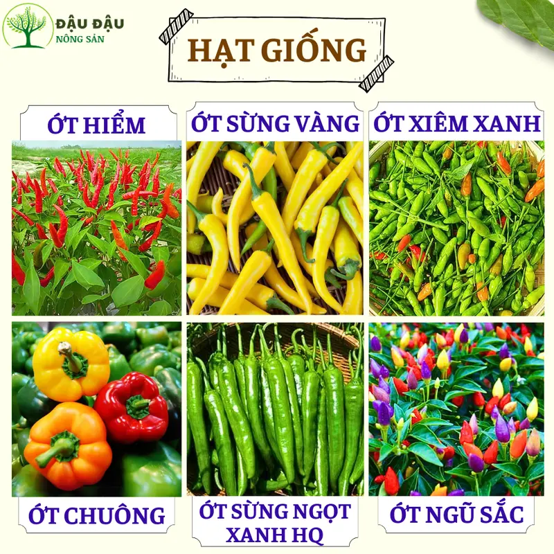 Hạt giống Ớt sừng vàng, Ớt hiểm, Ớt xiêm xanh, Ớt chuông, Ớt sừng ngọt HQ và Ớt ngũ sắc (Ớt cầu vồng) trung đoàn 0