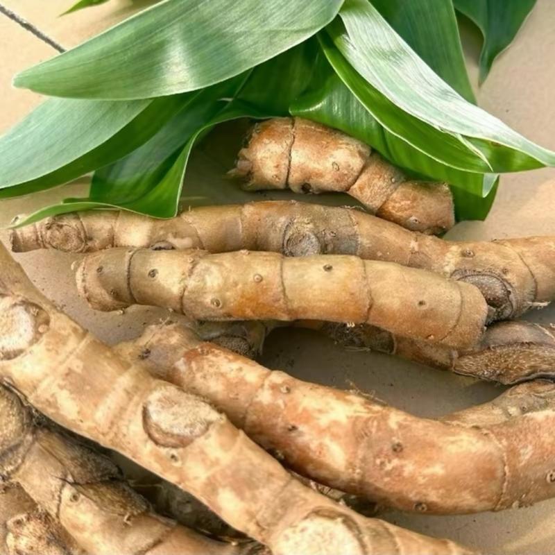 Cây mía dò tươi -củ cát lòi ( 1kg) thiên nhiên 4