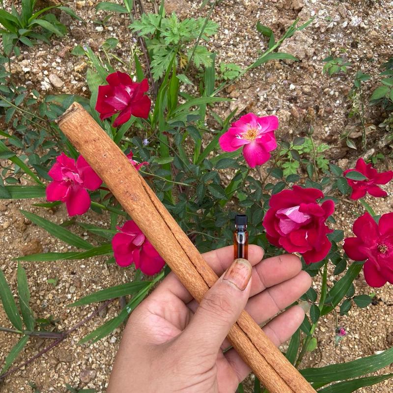 1 thanh quế và dầu quế mini dùng thử 1