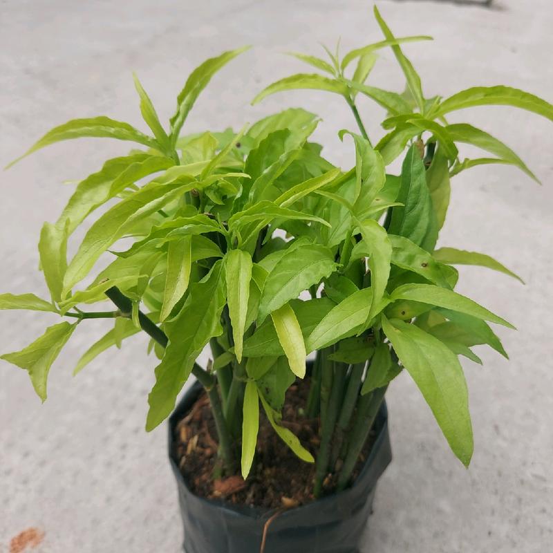 Cây xương khỉ (cây bìm bịp) giống, cây giống trồng bằng thân. Chậu 15-20 cây, cây dễ sống, dễ phát triển, dễ chăm sóc. 7