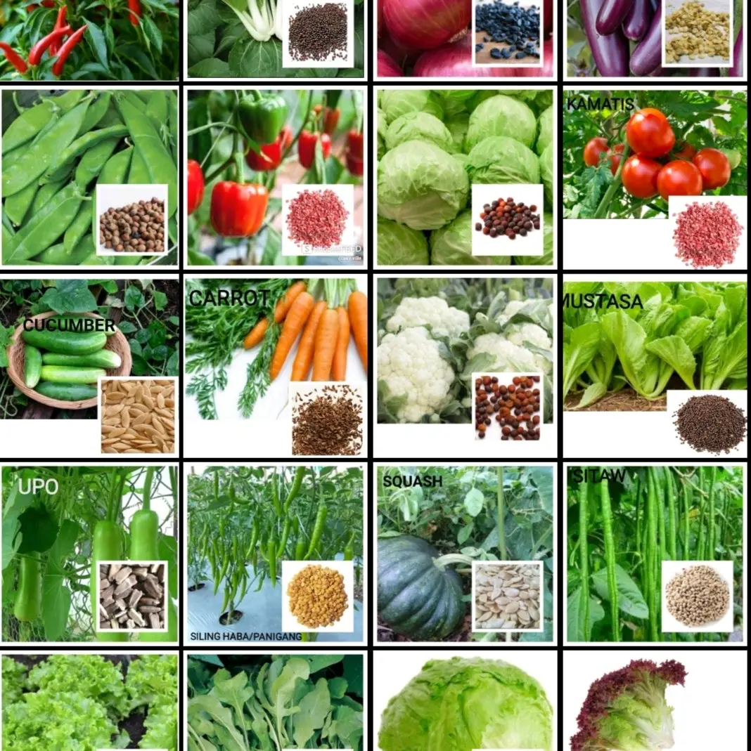 VEGETABLE SEEDS HIGH QUALITY SEEDS! (Pechay, Sitao, Ampalaya, Onion, Talong, Okra, Upo, Carrots, Kang Kong, Cabbage, Sili, Squash)