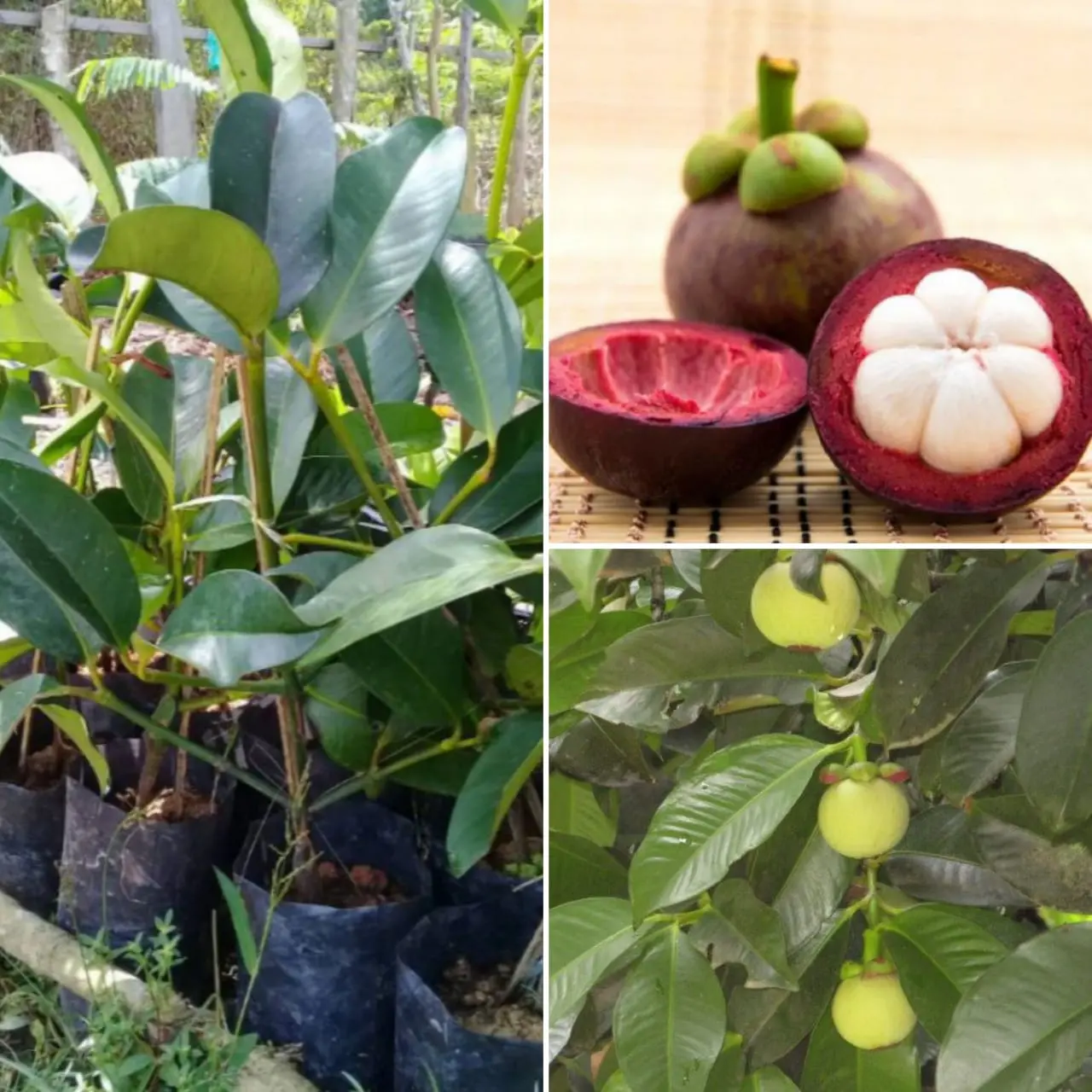 ANAK POKOK MANGGIS MESTA JEPUN HYBRID KAHWIN 3 Feet Tall [WEST MALAYSIA ONLY]