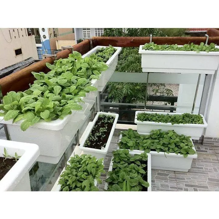 [Mua 5 tặng 1] CHẬU NHỰA HCN TRỒNG CÂY KT 48X20X16cm chau trong cay chậu  nhựa 1