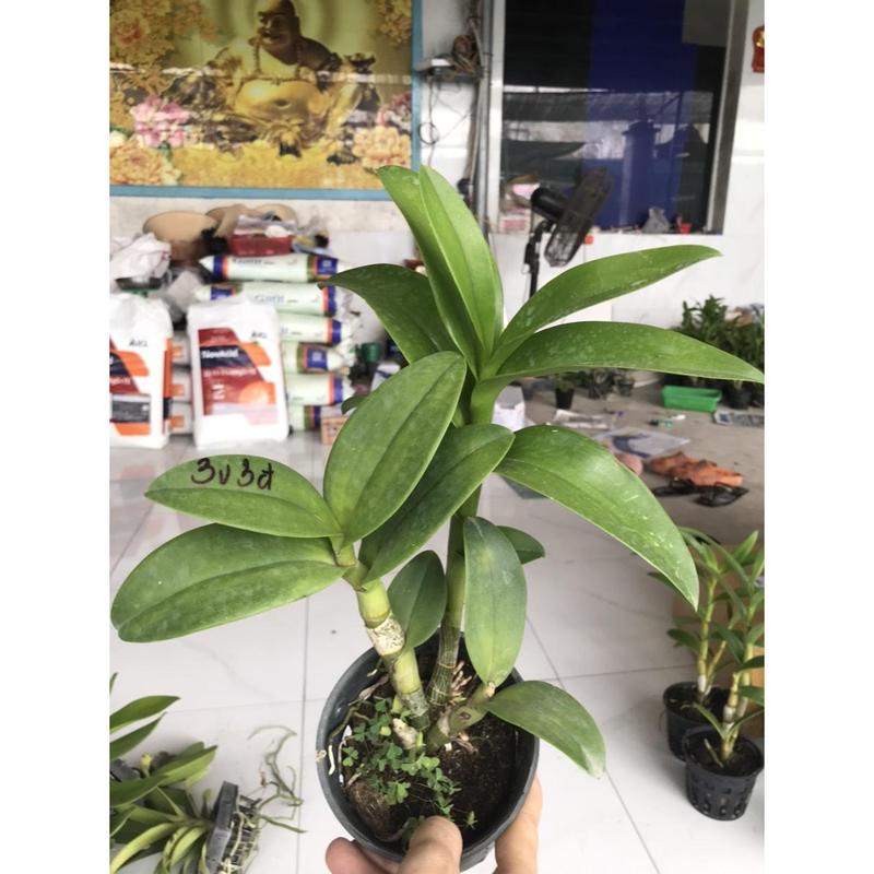 Dendro đột biến 3 vàng 3 đỏ - Shop Hoa Lan KIMAN 6