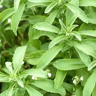 Hạt giống cây cỏ ngọt stevia (5 hạt) - cây dược liệu, tốt cho sức khoẻ 1