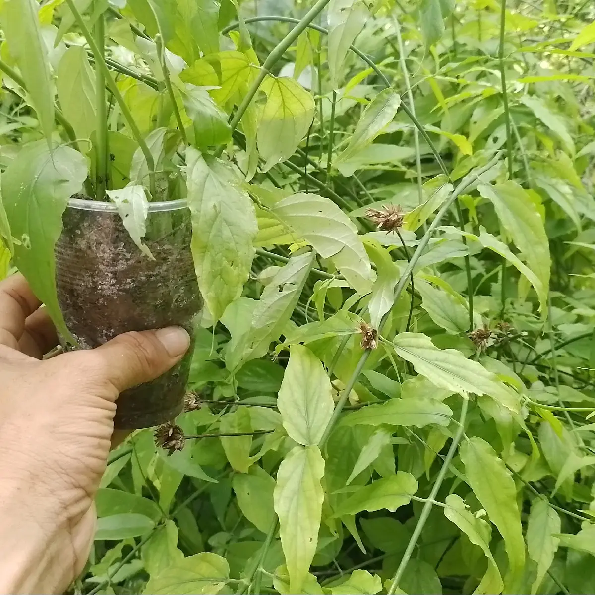 cây giống thuốc nam